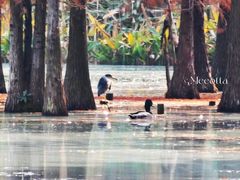 -白鹭湾湿地公园