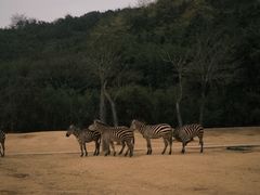 -杭州野生动物世界