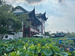 -桂湖森林公园
