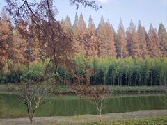 -黄海国家森林公园