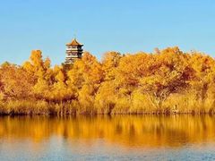 -金塔沙漠胡杨林景区
