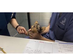 -伟伟宠物医院·CT影像中心·瑞派犬猫综合性门诊(汉口总院)