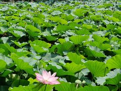 -莲池书院博物馆