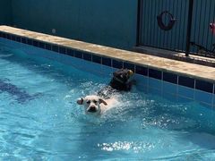-趣玩宠物乐园寄养训犬训狗游泳池