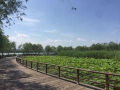 -绿堤公园