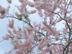 -白石龙音乐公园