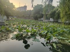 -莲湖公园