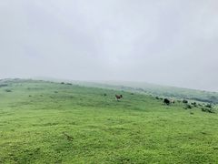 -大姆山草场