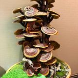 [礼花]凤霞海鲜楼·美食之旅开启🚢吃海鲜咯～