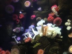 -瑞普利水族馆