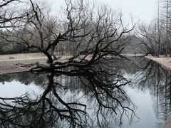 -上海共青森林公园