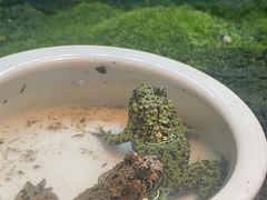 -上海大自然野生昆虫馆