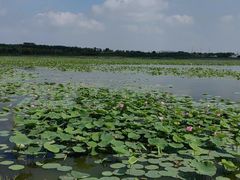 -天津东丽湖风景区
