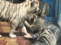 -大连森林动物园