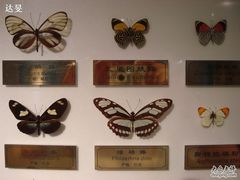 蝴蝶标本-上海昆虫博物馆