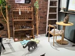 -豆逗聊愈猫阁Easy Life
