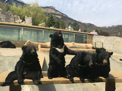 -东方熊牧场