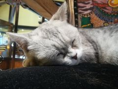 -more than meow吴止猫主题餐厅(承德 中船汇店)