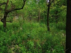 -广富林郊野公园