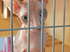 -猫咪咖啡·猫咖(万达广场店)