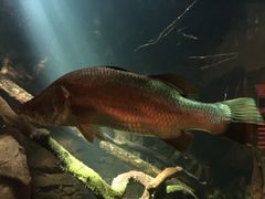 -悉尼海洋生物水族馆