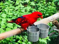 -南宫五洲植物乐园