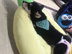 -逗柴咖啡屋·狗咖猫咖宠物桌游