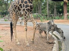 -清迈夜间动物园