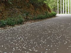 -田心森林公园