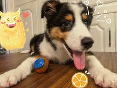 -翊宠yipet猫狗购宠庄园犬舍•猫舍