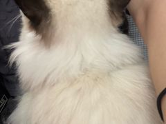 -宠物星动物医院·眼科·异宠·猫科(江南大道总院)