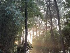 -铁山坪森林公园