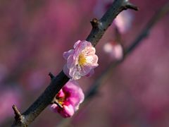 -雨花胜境