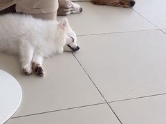 -怪兽屋·羊驼·猫咖·狗咖(俊华广场店)