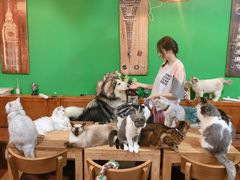 -李小姐の猫咖啡馆(五角场店)