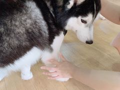 海参-Husky Go! 哈士奇体验馆·宠物咖啡厅狗咖
