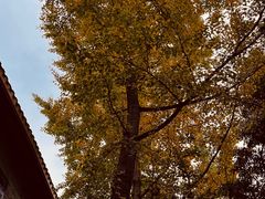 -老君山