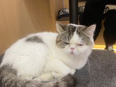 -喵园·猫主题咖啡厅·撸猫·猫咖(国贸店)