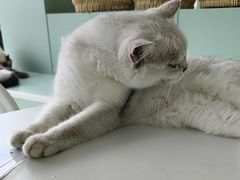 -怪兽屋·羊驼·猫咖·狗咖(俊华广场店)