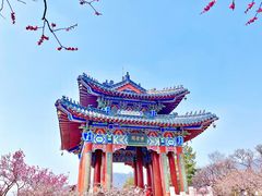 -梅花山(明孝陵内)