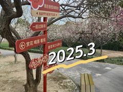 -香雪海