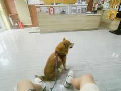 -纳吉亚猫专科动物医院(康都外科中心)