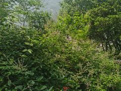 -白帝城·瞿塘峡景区