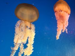 -太平洋海底世界