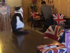 -名猫咖啡馆·撸猫·拼豆