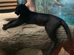 -清迈夜间动物园