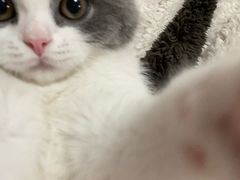 -欣宠猫屋·矮脚拿破仑·蓝金金渐层