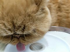 -猫和宫(六道口店)
