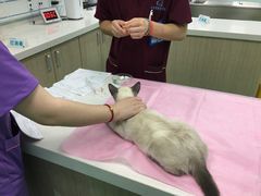 -北京观赏动物医院·24小时大型综合·猫专科·异宠专科