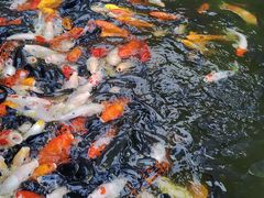 -南湖梦幻岛